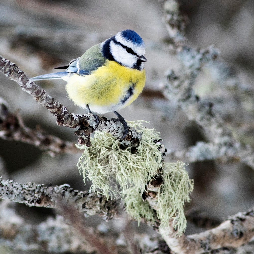 Blåmes (Cyanistes caeruleus), foto: Håkan Eklund